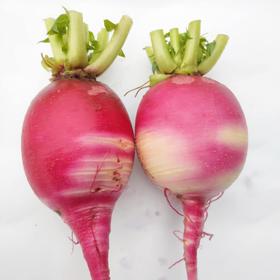 斑马健康菜-极品红萝卜