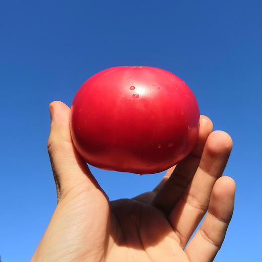 若谷的餐桌 自然熟成沙瓤水果番茄 4.5斤包邮 基地直发 商品图5