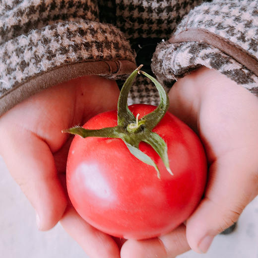 若谷的餐桌 自然熟成沙瓤水果番茄 4.5斤包邮 基地直发 商品图3