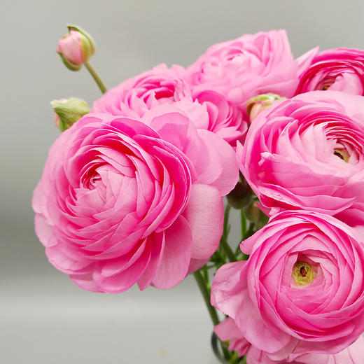 5 洋牡丹 颜色2色随机 sp