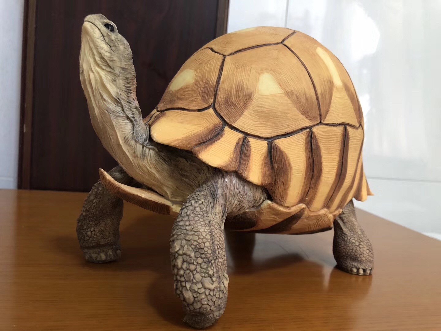 【需拍 开箱视频】现货 黄缘龟 模型 写实造型 树脂摆件原色/白化