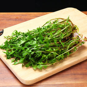 物本源有机蒲公英