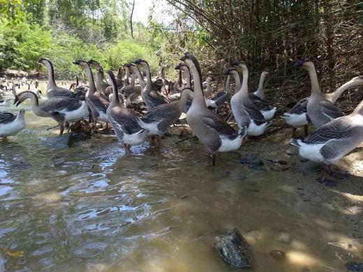 603正宗马冈鹅1只 毛重准8..3斤默认鲜宰 商品图0