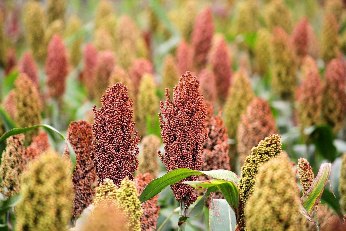 为什么是高粱成就了中国白酒 而不是其他？