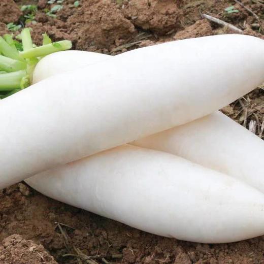 白萝卜约750g±50g/个 商品图1