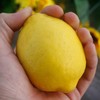薄皮黄柠檬（单个装） 500g 商品缩略图2