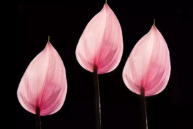 XPM摄影线上专业课  田红《花卉摄影·走心技》