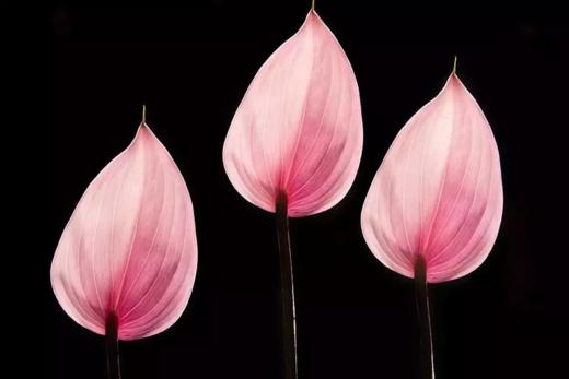 XPM摄影线上专业课  田红《花卉摄影·走心技》 商品图0