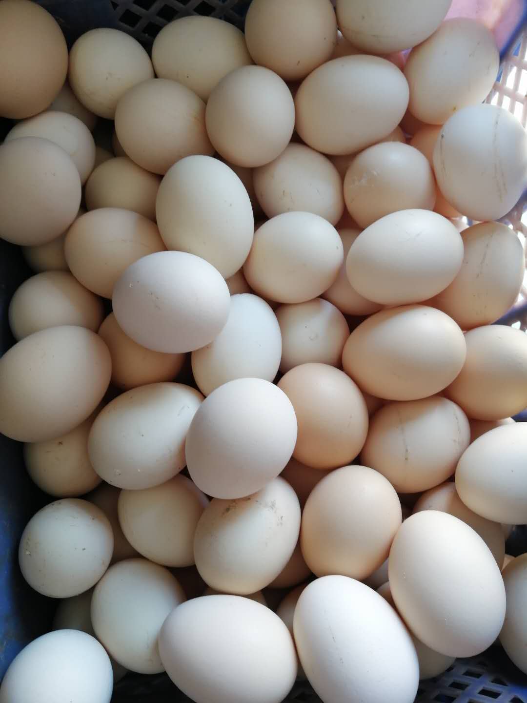 50个农家土鸡蛋无人工饲料添加生态健康