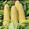 玉米/个 商品缩略图0