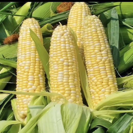 玉米/个 商品图0