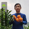 有机脐橙（纽荷尔） | 合作生产 *Organic navel orange | Coproduction 商品缩略图5