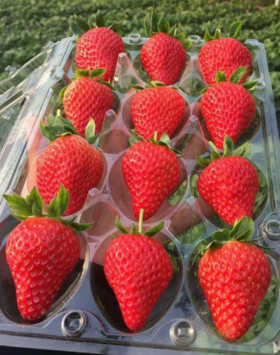 九九草莓（外采）（ ±50g）