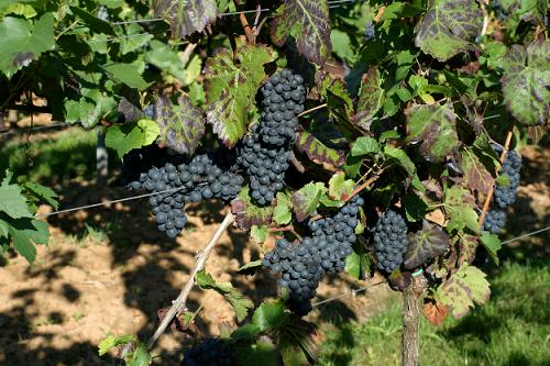 从红葡萄品种看陈年潜力（下） 商品图0