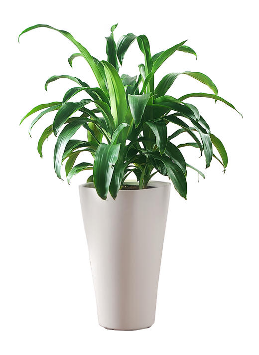 富贵满堂02 商品图1