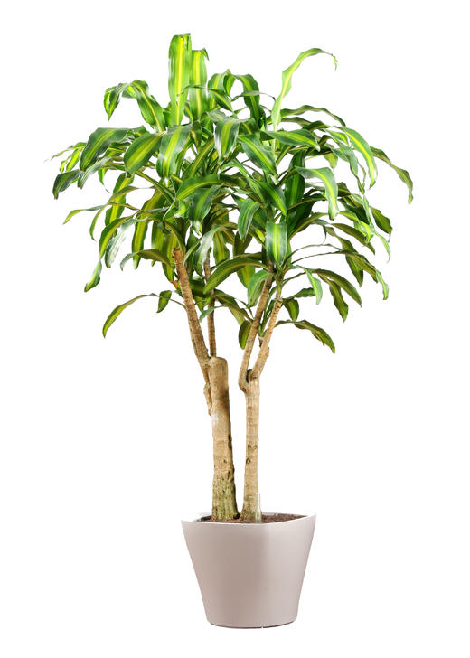 金玉满堂01 商品图0