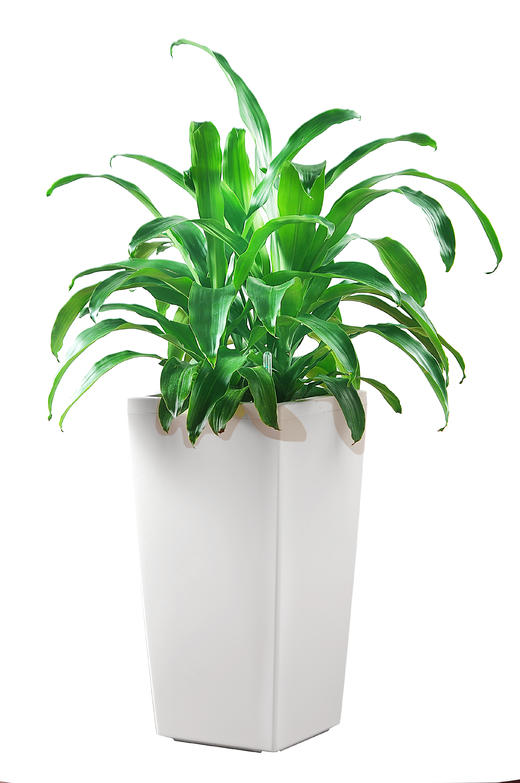 富贵满堂01 商品图0