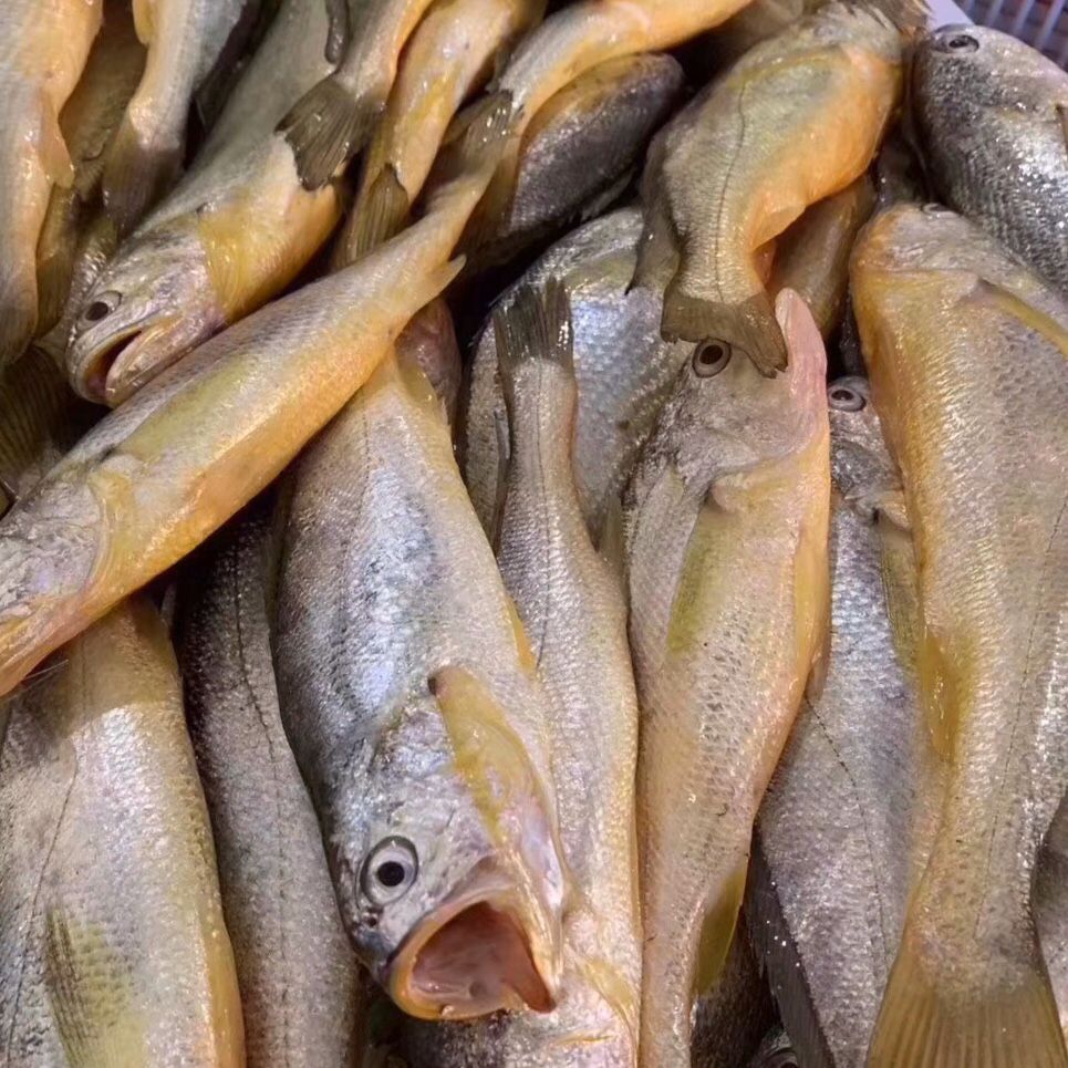 海鲜精选东山海鲜61野生黄瓜鱼顺丰冷链到家黄瓜鱼的鱼脑含鱼脑石肉