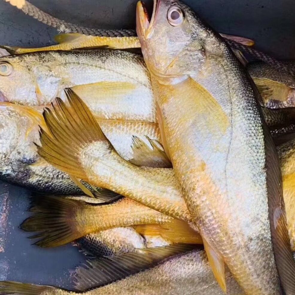 【海鲜精选】东山海鲜•野生黄瓜鱼(顺丰冷链到家) 黄瓜鱼的鱼脑含