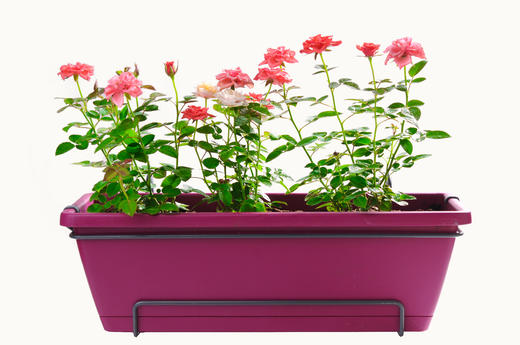 春花秋月01 商品图0