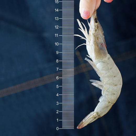 大希地厄瓜多尔白虾400g 商品图4