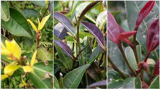 1. 六堡茶树品种介绍 商品图0