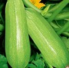 后院有机西葫芦【仅限哈尔滨同城配送】 商品缩略图0