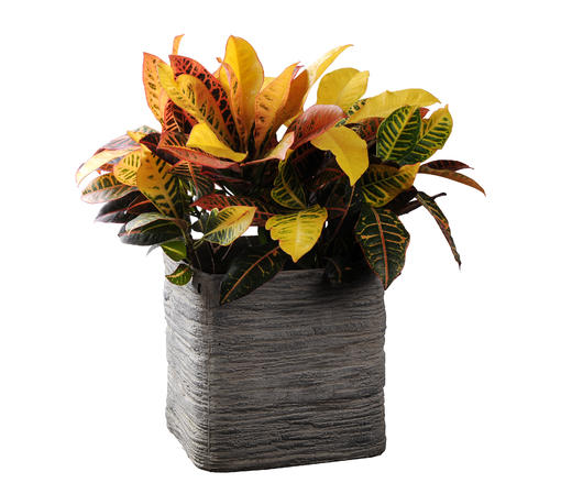 五彩斑斓03 商品图0