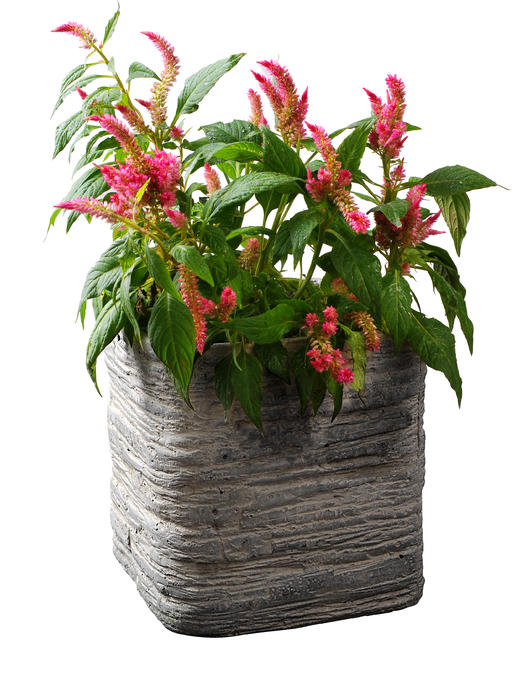 金鸡报晓02 商品图0