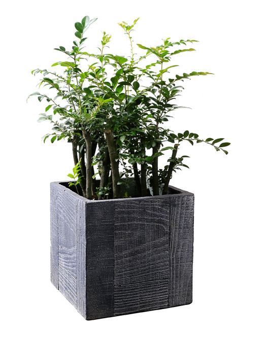 清风徐来03 商品图0