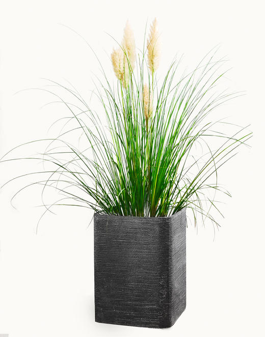 蒲草韧如丝01 商品图0