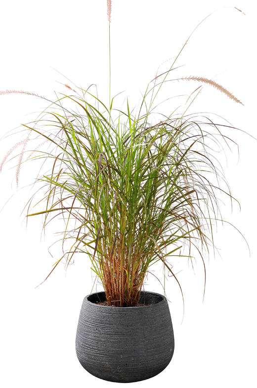 自强不息01 商品图0