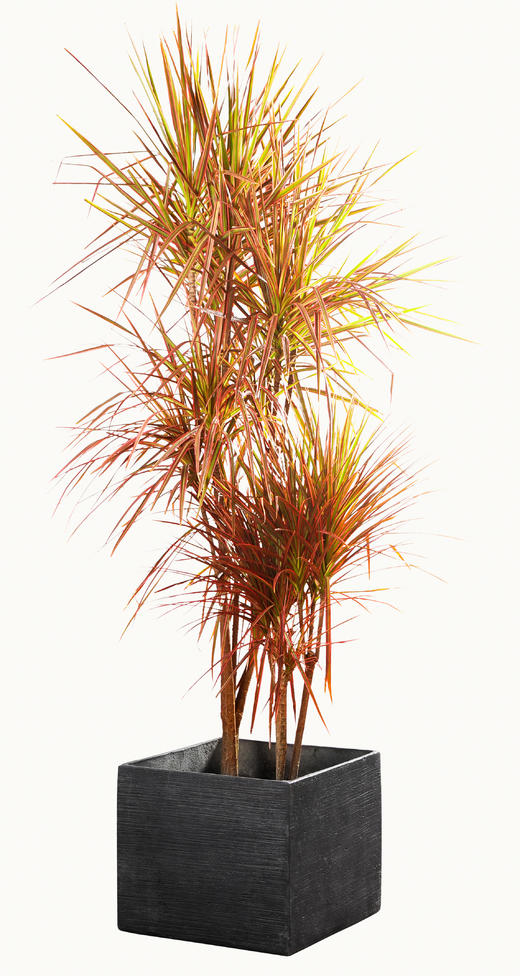 七彩人生02 商品图0