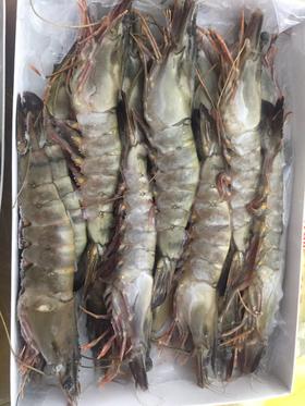 海鲜大虾黑虎虾草虾600g 多规格