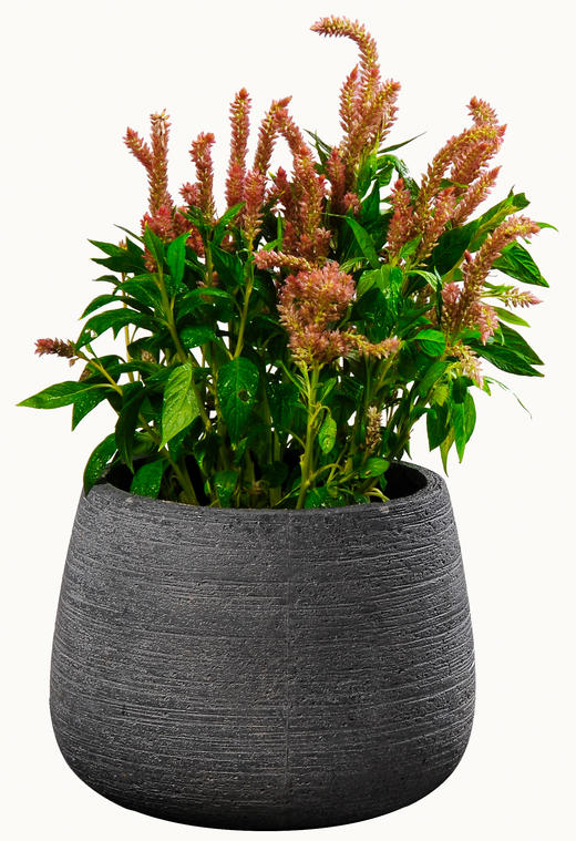 金鸡报晓01 商品图0