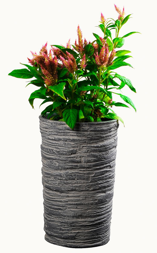 金鸡报晓04 商品图0