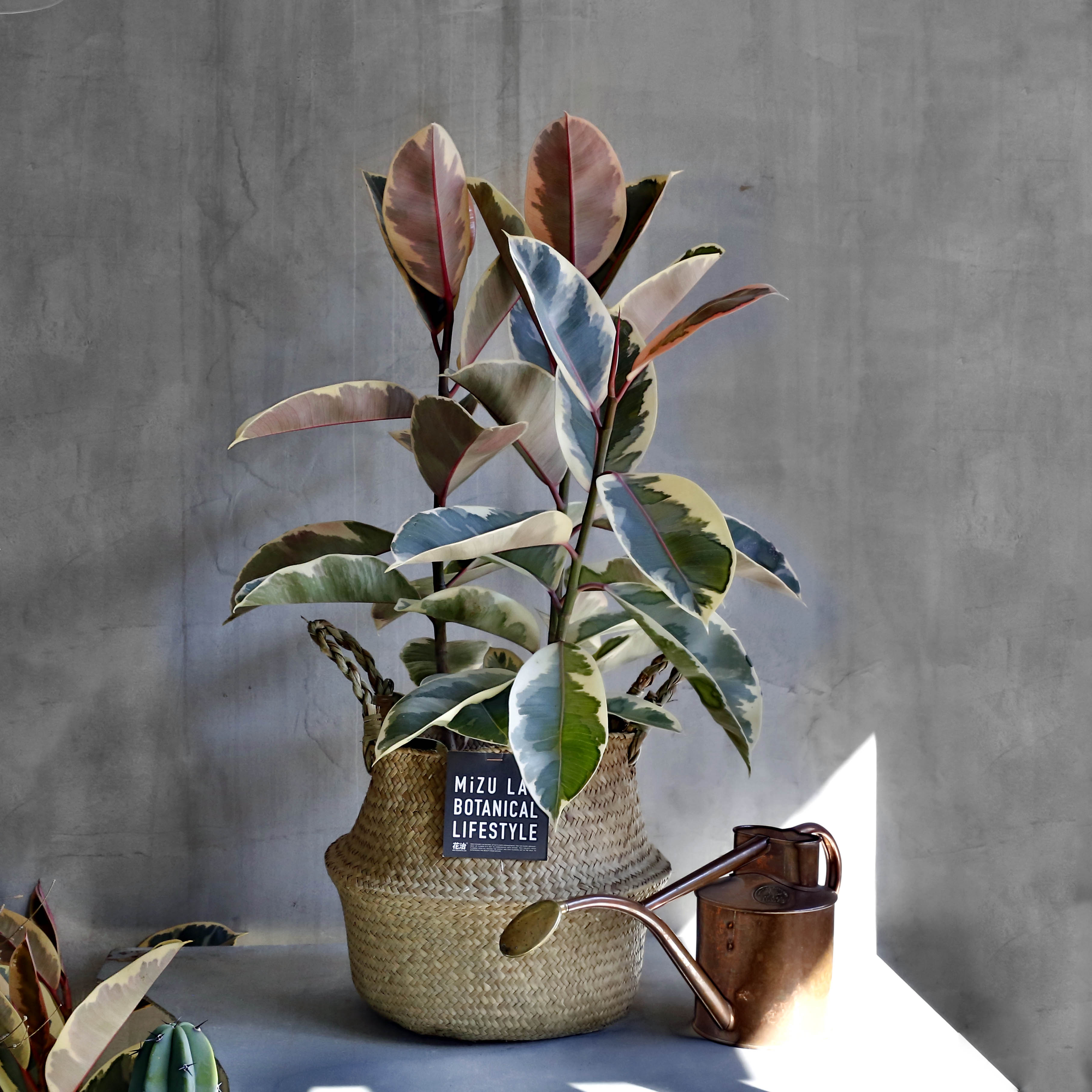 彩叶金刚榕 ficus elastica var.variegata