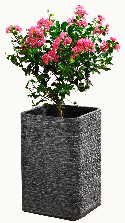 紫薇福星01 商品图0