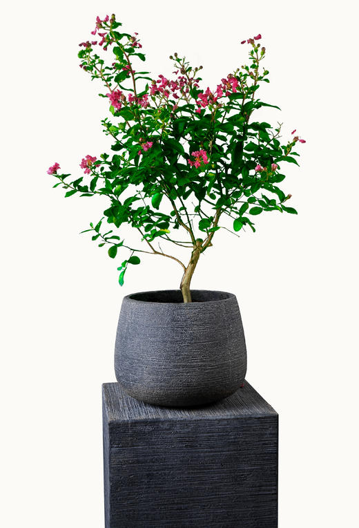 紫薇福星02 商品图0