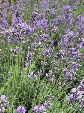 芳香疗法基础知识三--真正熏衣草精油