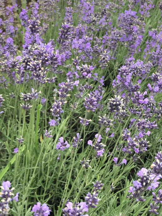 芳香疗法基础知识三--真正熏衣草精油 商品图0