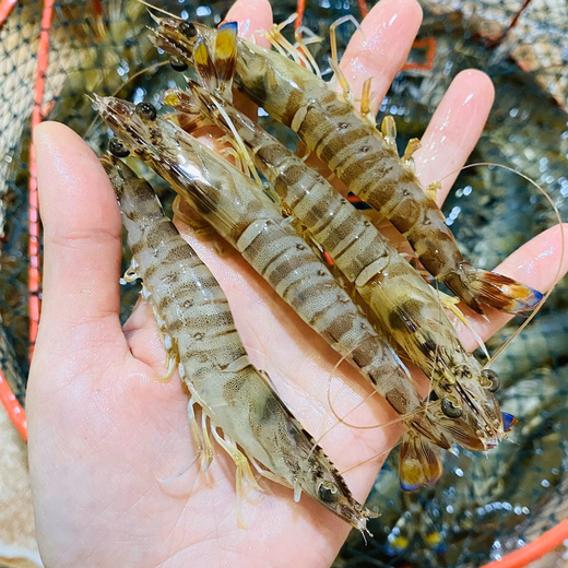 【海鲜精选】东山海鲜活鲜青节虾 野生海虾类中 颜值较高 口感又甜又