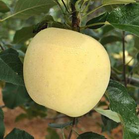 牛奶阿克苏（外采）（±50g）