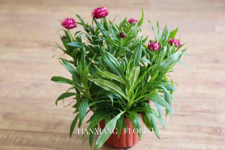 麦秆菊    别名蜡菊,贝细工,是一年或二年生草本植物 ,原产澳大利亚