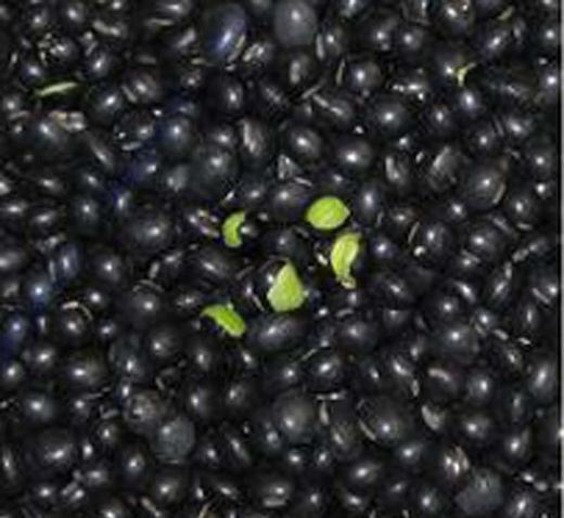 绿瓤黑豆（合作） 商品图0