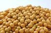 黄豆（合作） 商品缩略图1