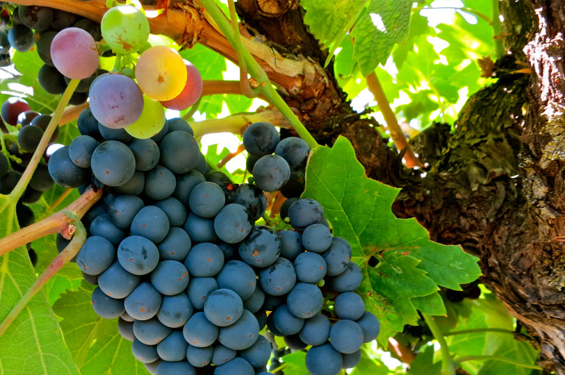 廊桥传承版百年古藤仙粉黛红葡萄酒 美国进口原装葡萄酒