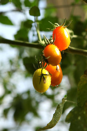 家绿彩虹番茄采摘券1斤-预售 采几斤拍几份