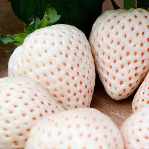 淡雪白草莓 | 草莓中的"白富美" 果肉细腻 香味浓郁 甜蜜多汁