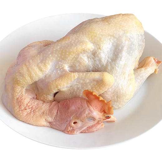 鲜季嫩公鸡 吃蔬菜,喝井水,细嫩又鲜美,最适合白切的鸡 净重2斤左右